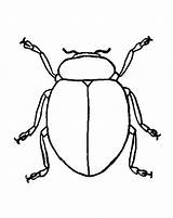 Beetle Coloring Pages Color sketch template
