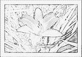 Daylily Coloring Designlooter Lys sketch template