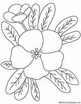 Primrose Flower Coloring Thrum Pages Kids sketch template