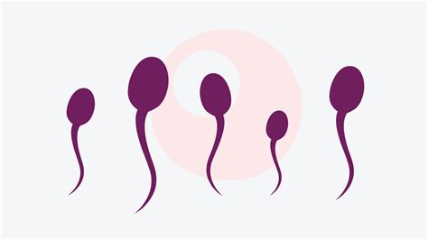 sperm production the sperm life cycle natural cycles