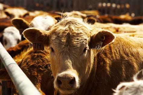 proving  potential merit  probiotics  beef cattle