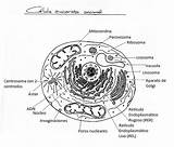 Celula Eucariota Brainly sketch template