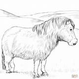 Ausmalbilder Shetland Ausmalbild Pferde Ponys Ausdrucken Supercoloring Pferd Zeichnen Cob Mandalas sketch template
