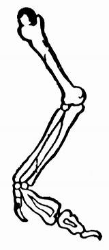 Bones Arm Clipart Etc Large sketch template