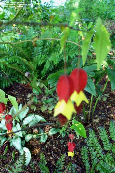 plantfiles pictures trailing abutilon flowering maple chinese lanterns variegatum abutilon