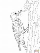Woodpecker Coloring Pages Red Drawing Cockaded Color Template Woodpeckers Kids Sketch Print Designlooter Getdrawings 48kb 1600px 1200 sketch template