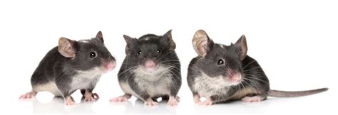 mice rats healthy homes coalition