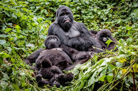 mountain gorilla gentle giants africa geographic