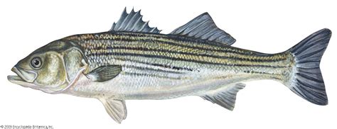 Sea Bass Types Nutrition And Habitat Britannica