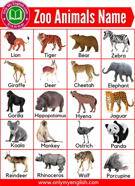 zoo animals  chart  shown  red  white   animals