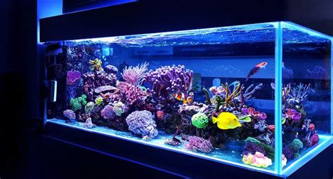 coral aquarium    living art aquatics