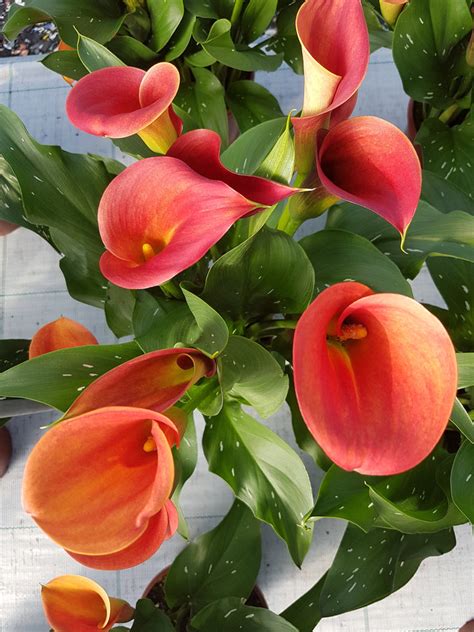Be My Main Squeeze Calla Lily Tropical Sunset Blossoms Lively Root