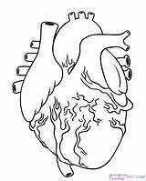 Heart Human Drawing Draw Coloring Organ Easy Anatomical Simple Step Pages Pencil Realistic Drawings Kids Real Organs Hearts Clipart Drawn sketch template