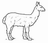 Lama Alpaca Designlooter sketch template