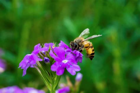 Pesticides Are Damaging Bumblebees’ Vibes University Of Stirling