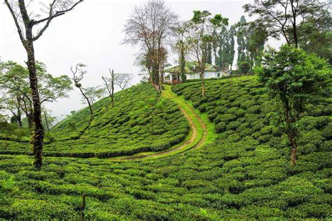 the top 19 things to do in darjeeling india