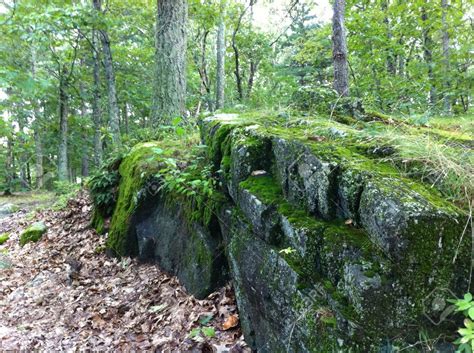 mossy rocks   trees  plant rock wall landscape