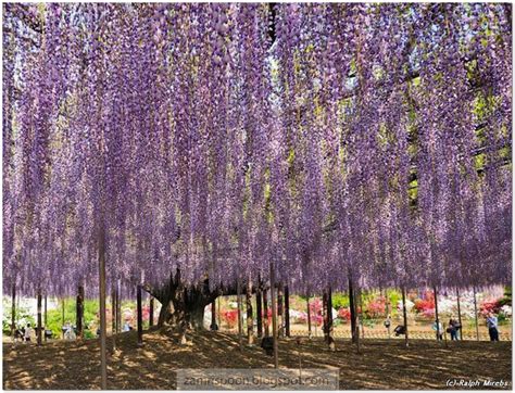 Keindahan Taman Bunga Ashikaga Di Jepun