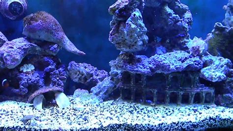 stacking  rock  saltwater aquarium aquarium views