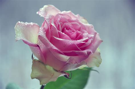 737574 4k Roses Closeup Drops Pink Color Wet Rare Gallery Hd