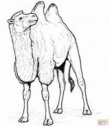 Camel Coloring Pages Two Bactrian Humped Supercoloring Drawing Printable sketch template