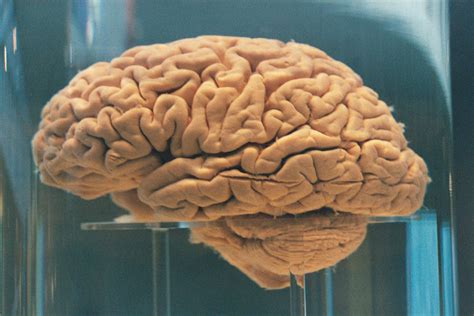 mozgi cheloveka foto telegraph