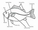 Fish External Morphology Curriculum Pdf Anatomy Shows Build Go sketch template