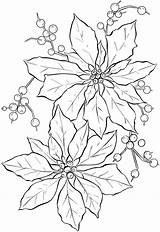 Poinsettia Coloring Pages Choose Board Fairy sketch template