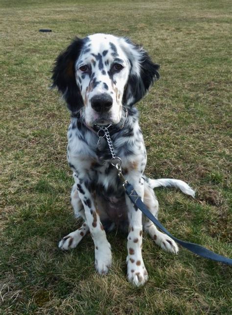 english setter pup classic   months english setter puppies english setter dogs