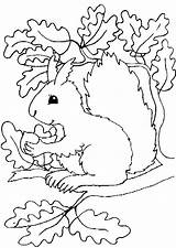 Herbst Ausmalbilder Malvorlage Vorlage Pilze Katze Erntedank Scoredatscore Pilz Einzigartig Audi Sammlung Squirrel Ausmalbild Eichhörnchen Erwachsene Ausschneiden Acorns Fuer Schablone sketch template