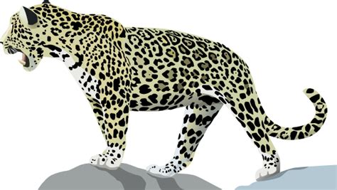 Jaguar 3 Clip Art At Vector Clip Art Online