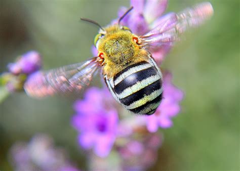 More Sex Key To Protecting Bee Populations