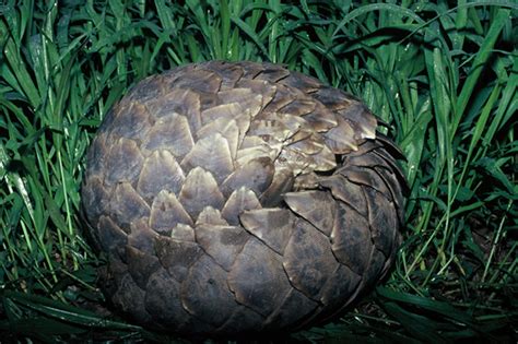 5 Things You Didnt Know About The Pangolin African Wildlife Foundation