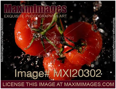 Photo Of Fresh Juicy Tomatoes In Water Stock Image Mxi20302