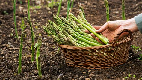 grow asparagus  easy  toms guide