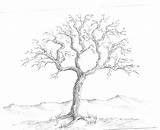 Trees Pencil Drawing Tree Outline Drawings Simple Coloring Family Sketch Sketches Clipart Cliparts Leaves Draw Realistic Light Pages Aunt Color sketch template