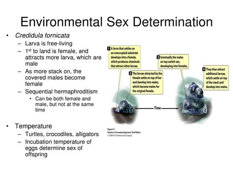 Ppt Chapter 4 Sex Determination And Sex Linked