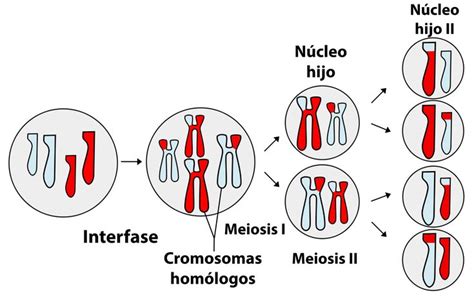 resultado de imagen para meiosis con imágenes la