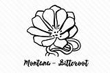 Montana Flower State Bitterroot Bitteroot Svg sketch template