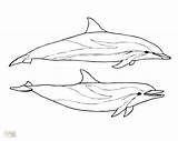 Dolphin Coloring Bottlenose Getdrawings Excellent Miami Getcolorings sketch template