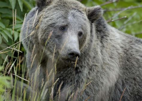 conservationists push plan  reintroduce grizzly bears  southwest cronkite news