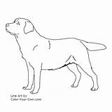 Labrador Coloring Dog Pages Retriever Lab Line Puppy Color Realistic Dogs Retrievers Labradors Stand Own Choose Board Paintings Kids sketch template