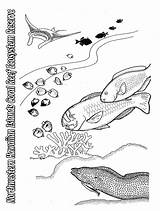 Coloring Pages Reef Algae Sheet During Ocean Fish Kids Marine Large Template Sheets sketch template