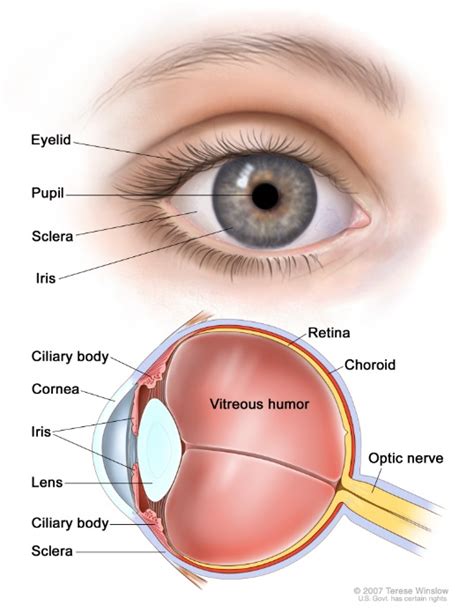 ocular melanoma aim  melanoma foundation