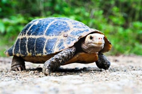 lake michigan turtles provide record  industrial pollution upicom