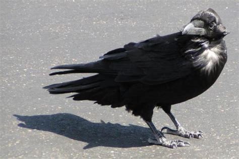 ravens  crows  ravens   birdingthebrookeandbeyond