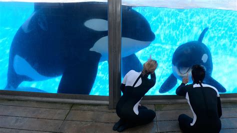Seaworld Challenges Ban On Whale Trainer Contact