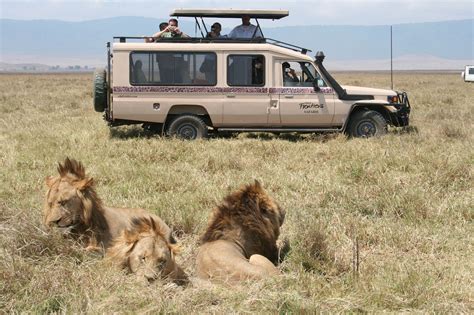 safari trip holiday tanzania safari lion sight