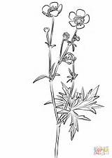 Buttercup Acris Ranunculus Meadow Coloring Drawing Pages Printable Getdrawings sketch template