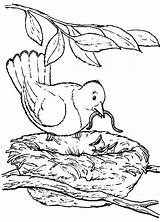Coloring Pages Nest Seniors Bird Nature Animals Books Backyard Elderly Senior Color Citizen Drawing Printable Print Getdrawings Beautiful sketch template